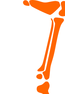 Orange Handstand Skeleton